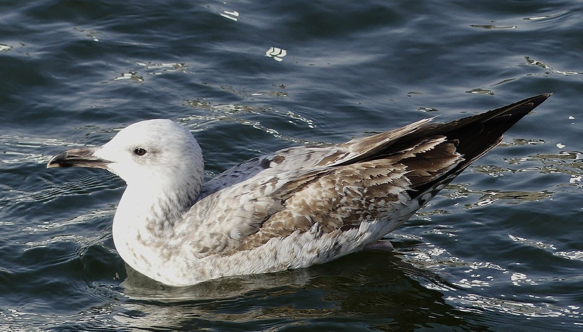 Caspian Gull - ML543634811