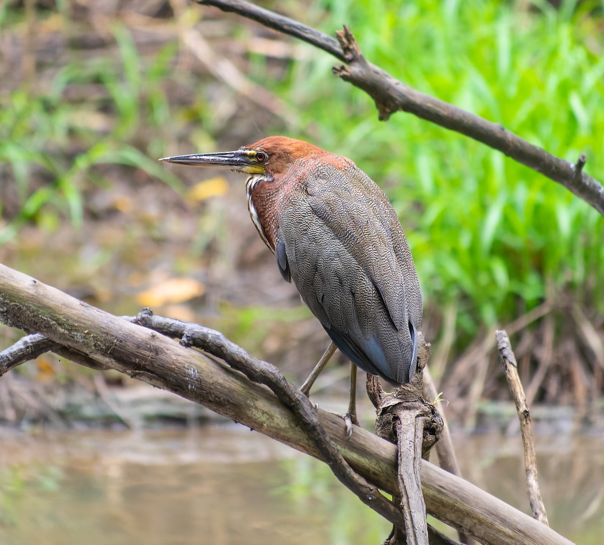 Rufescent Tiger-Heron - ML543635041