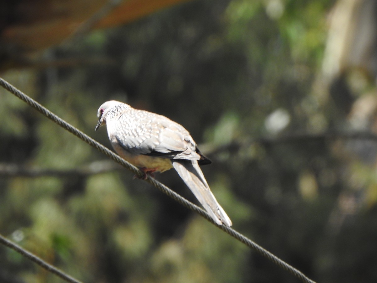 Spotted Dove - ML543635121