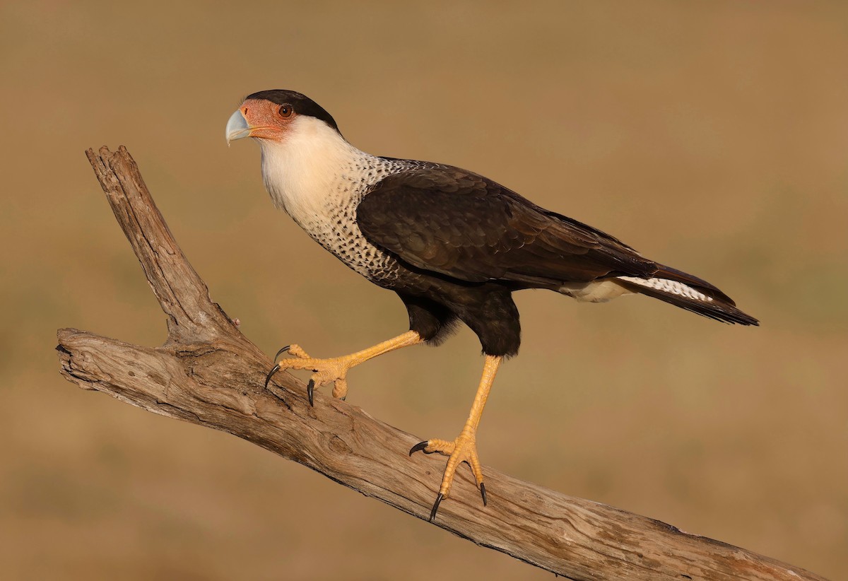 Caracara huppé - ML543635621