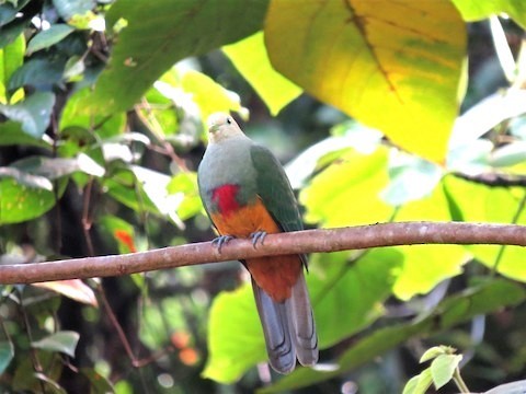 Scarlet-breasted Fruit-Dove - ML543636001