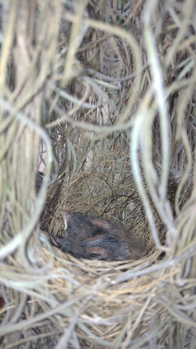 Yellow-bellied Seedeater - ML543636041