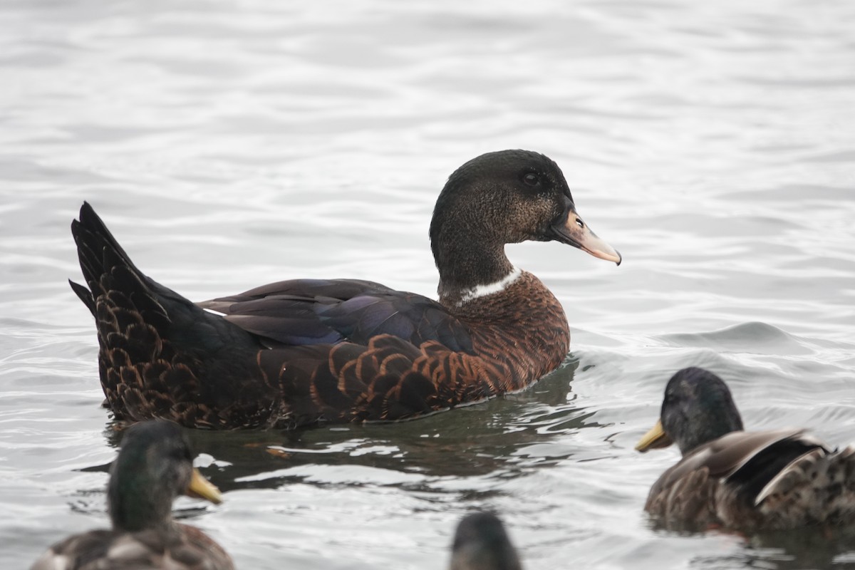 Mallard - Víctor Leiva Muñoz