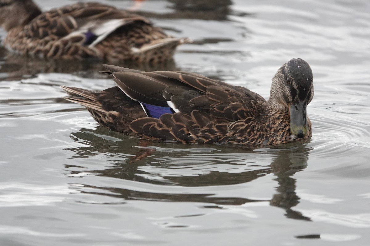 Mallard - ML543636731