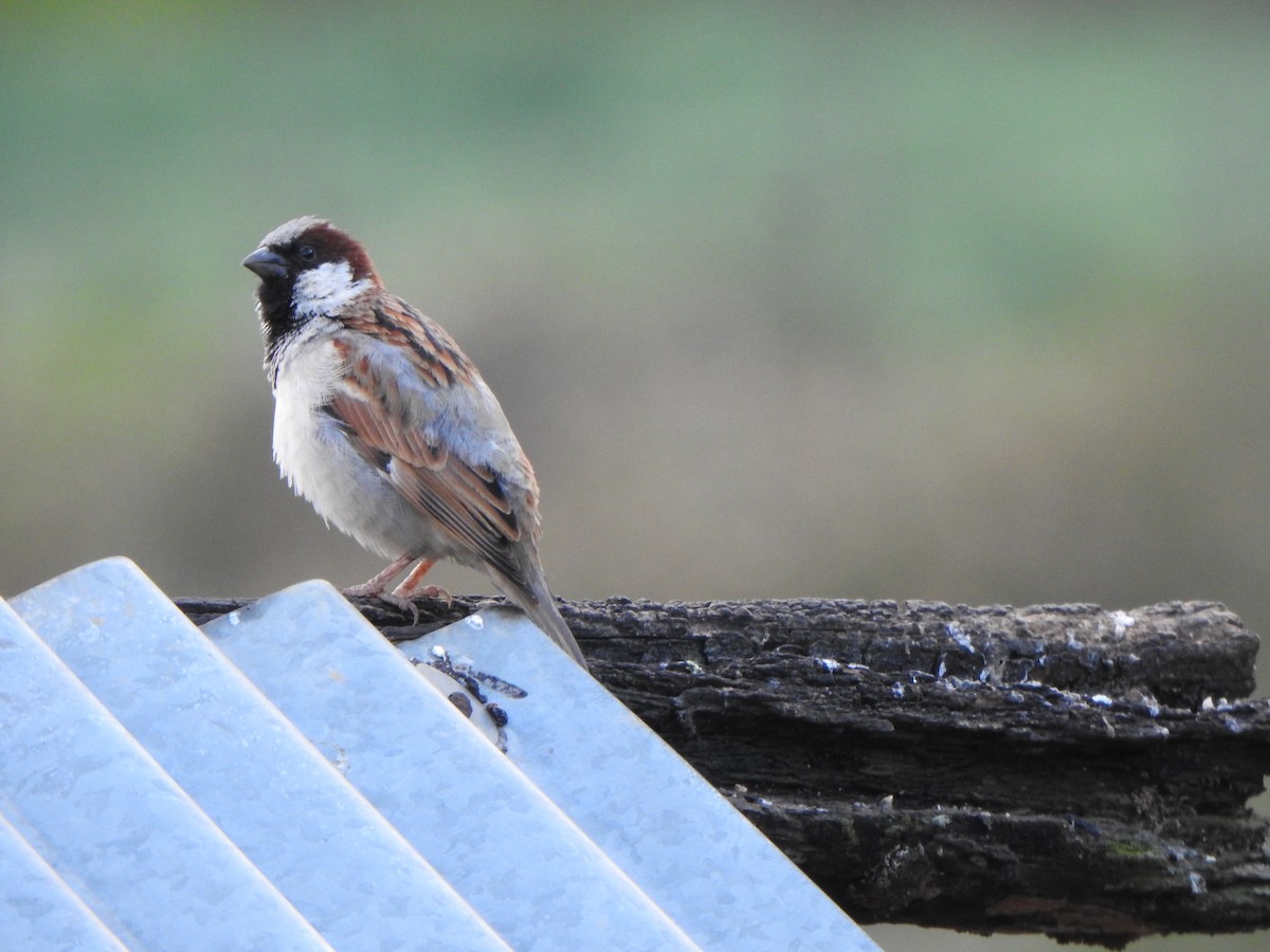 House Sparrow - Arulvelan Thillainayagam
