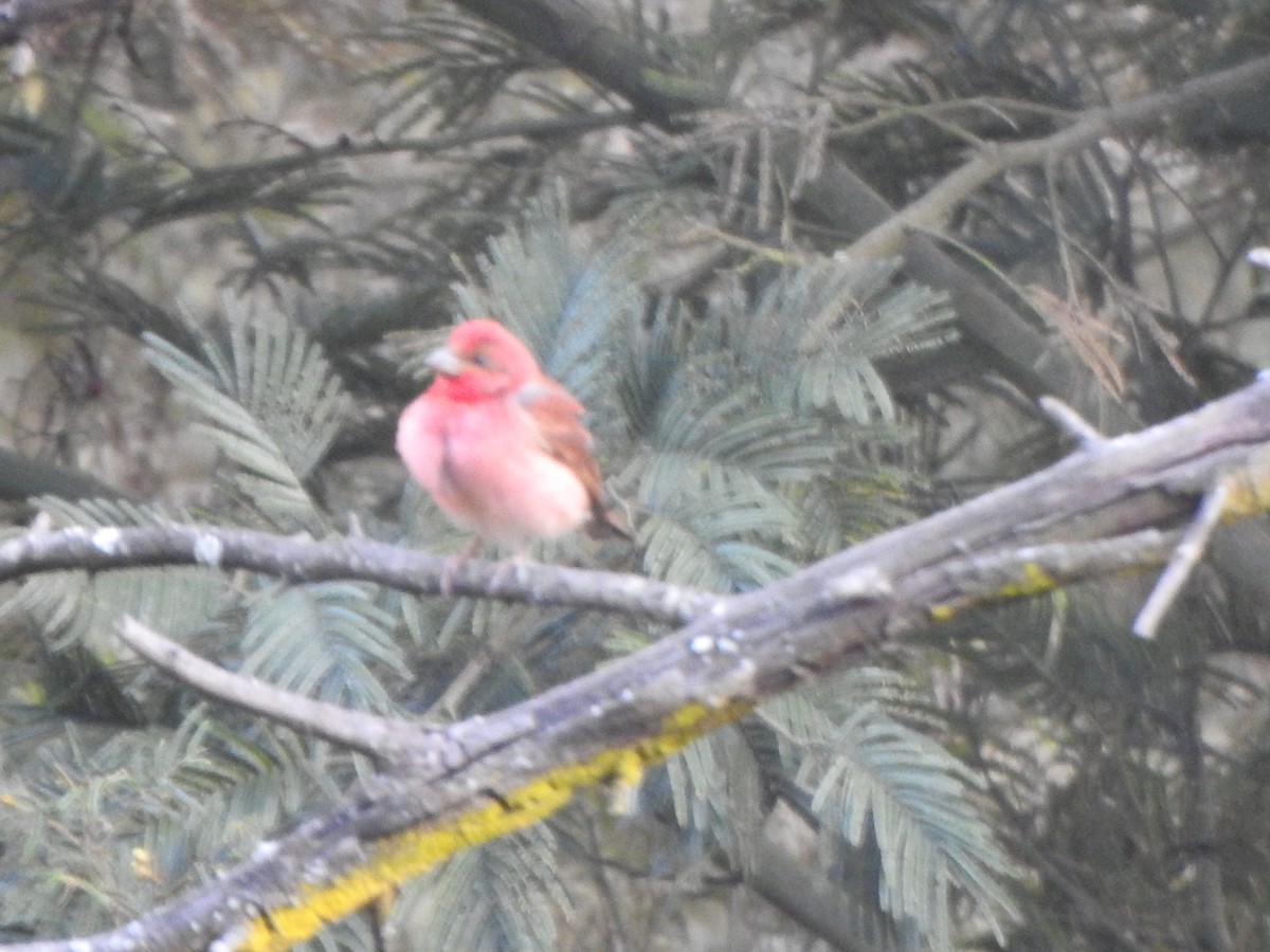 Common Rosefinch - ML543637951