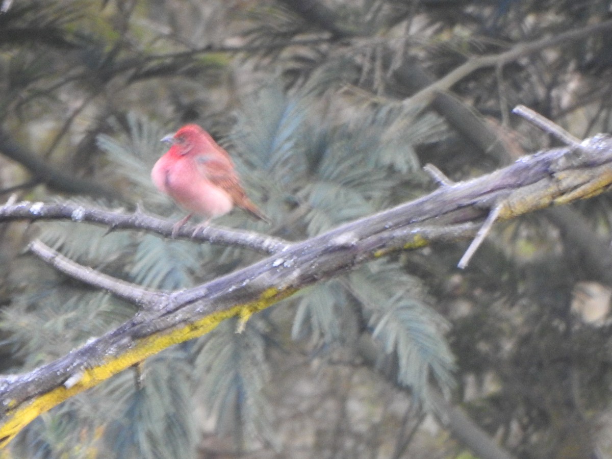 Common Rosefinch - Arulvelan Thillainayagam