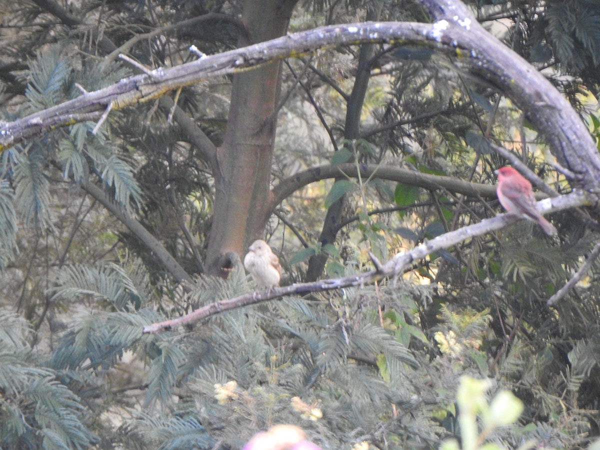 Common Rosefinch - Arulvelan Thillainayagam