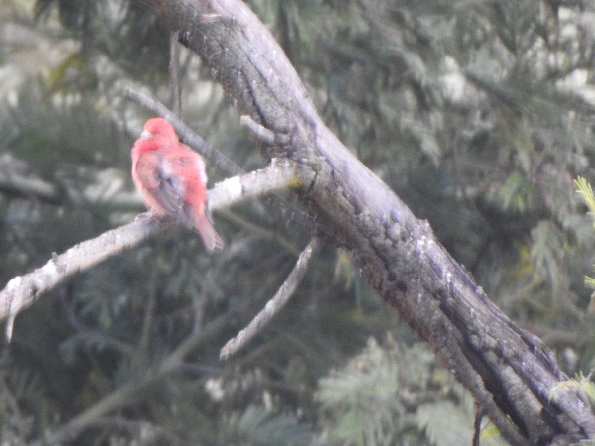 Common Rosefinch - ML543638041