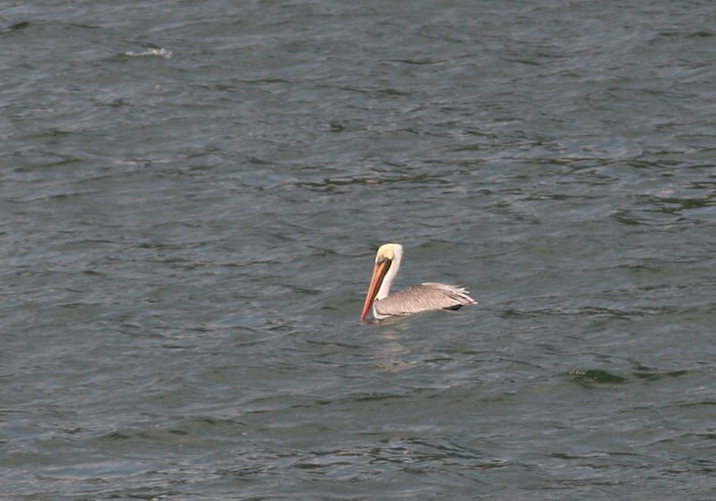 pelikán hnědý - ML54363881