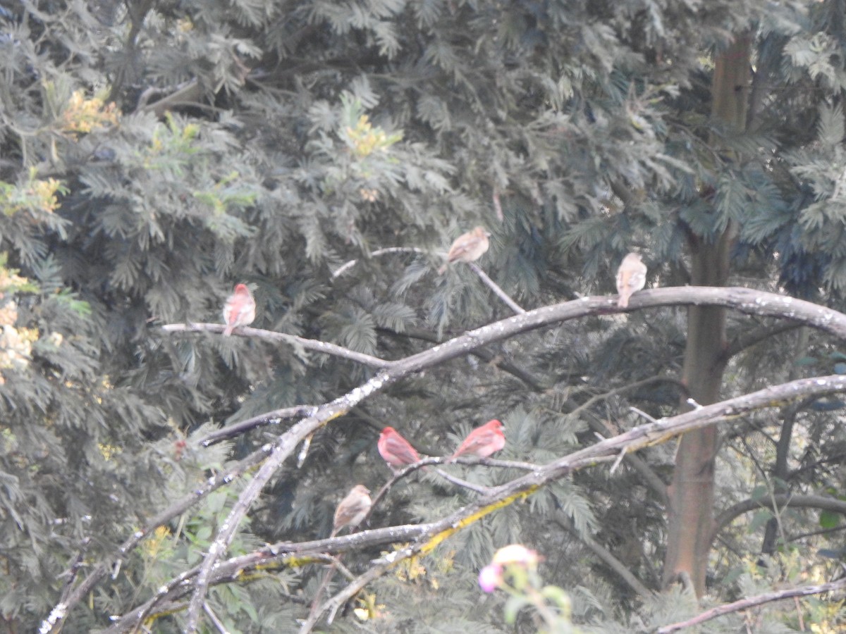 Common Rosefinch - ML543639851