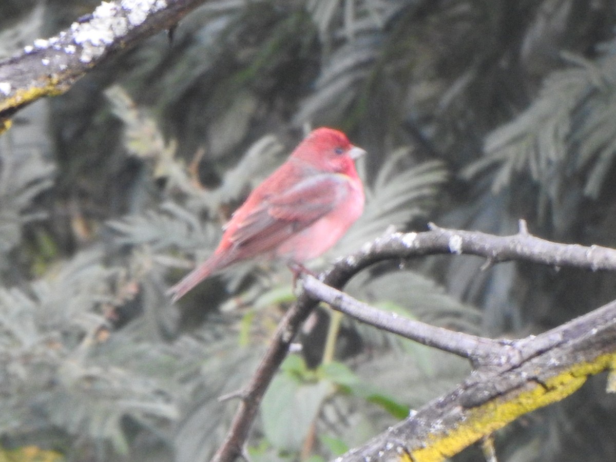 Common Rosefinch - ML543640021