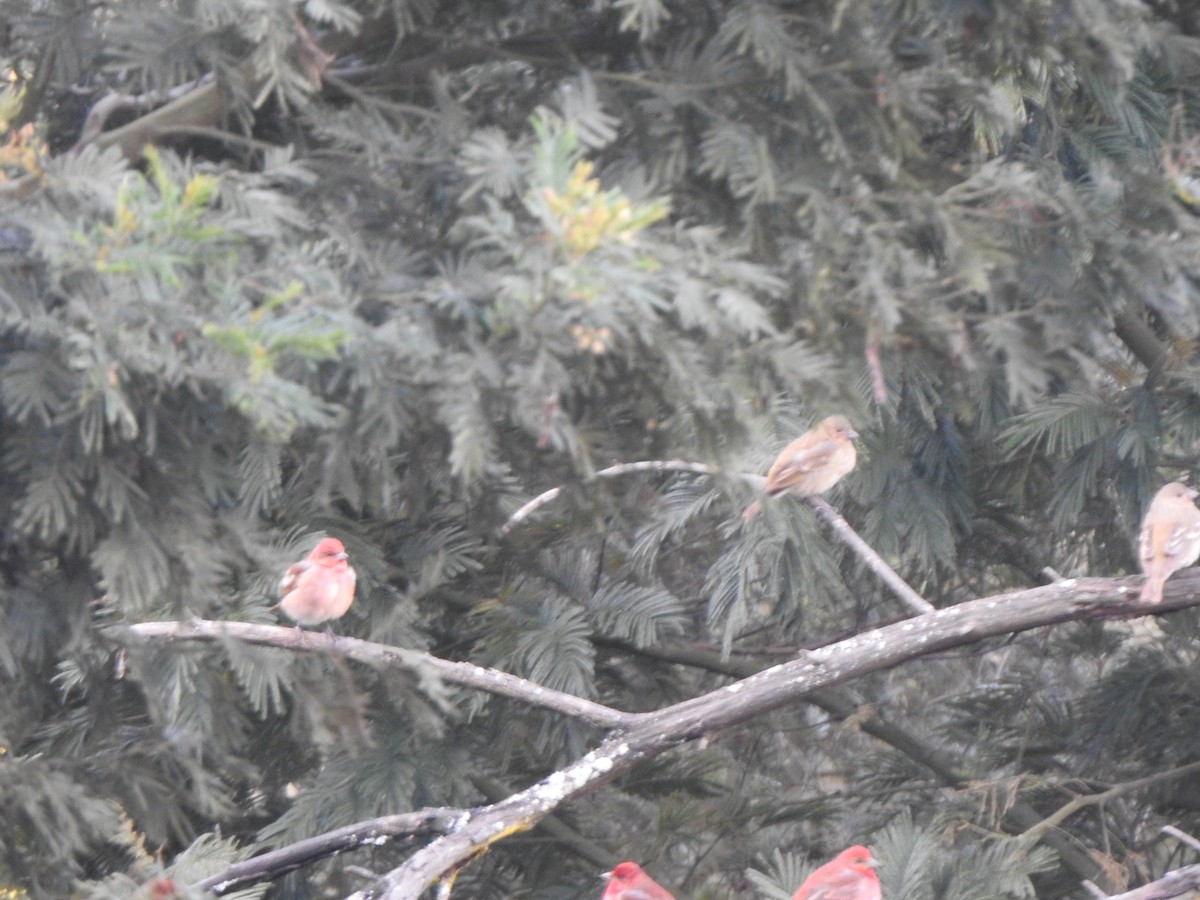 Common Rosefinch - ML543640031