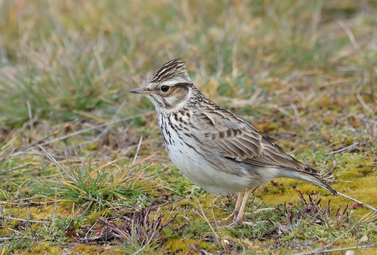 Wood Lark - ML543640511