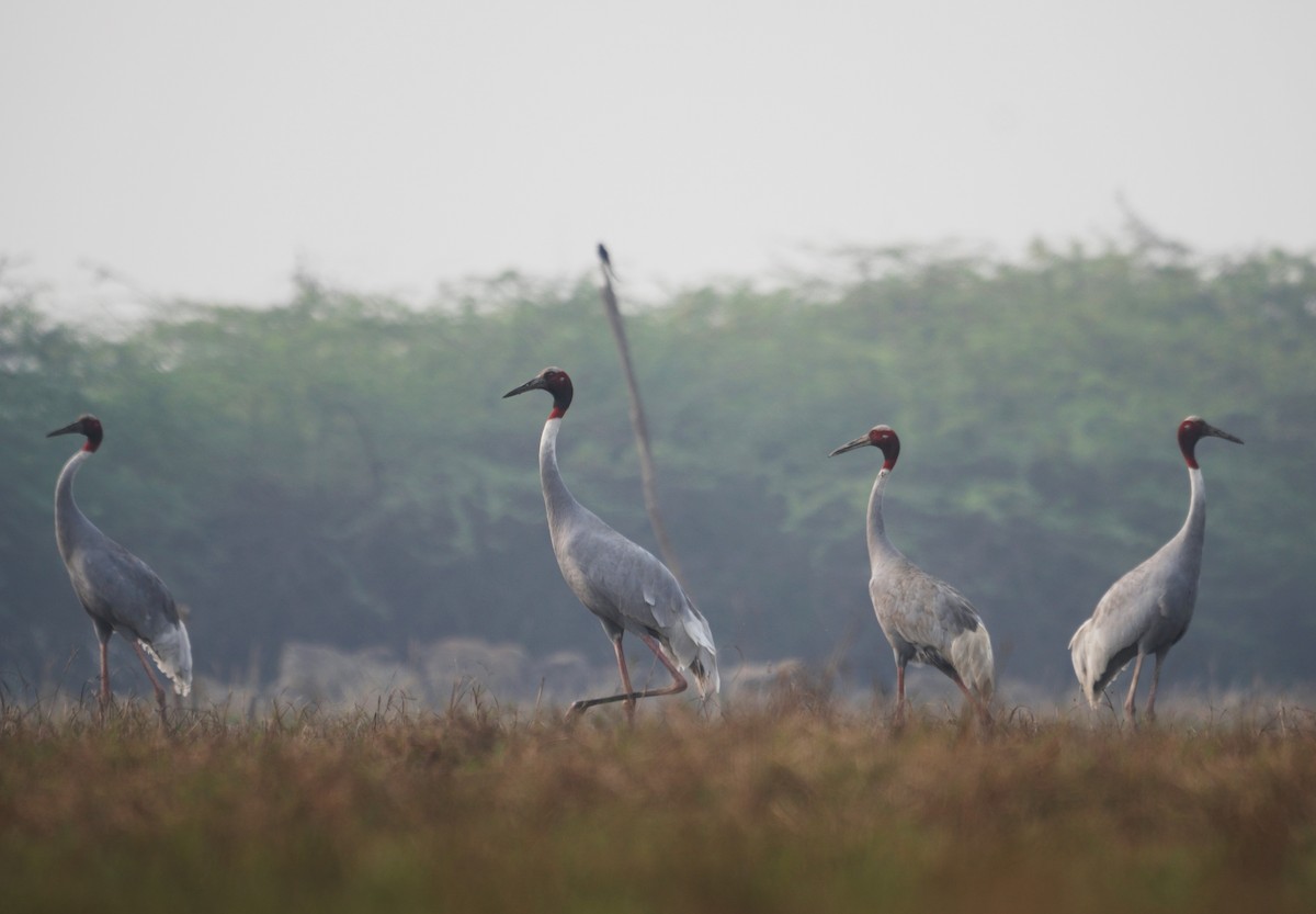 Sarus Crane - Ulva Jyotirmay Janakshree