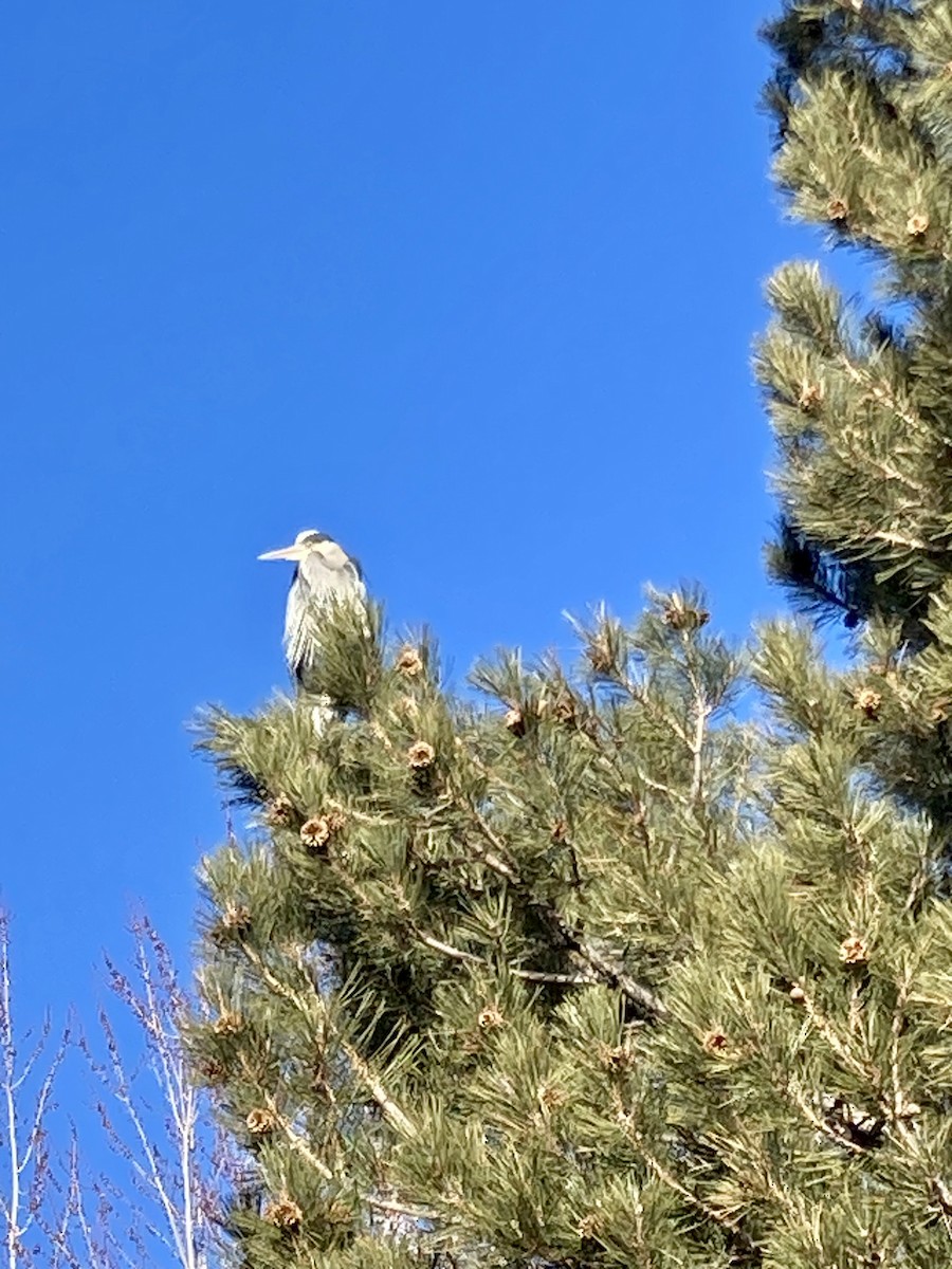 Great Blue Heron - ML543643221
