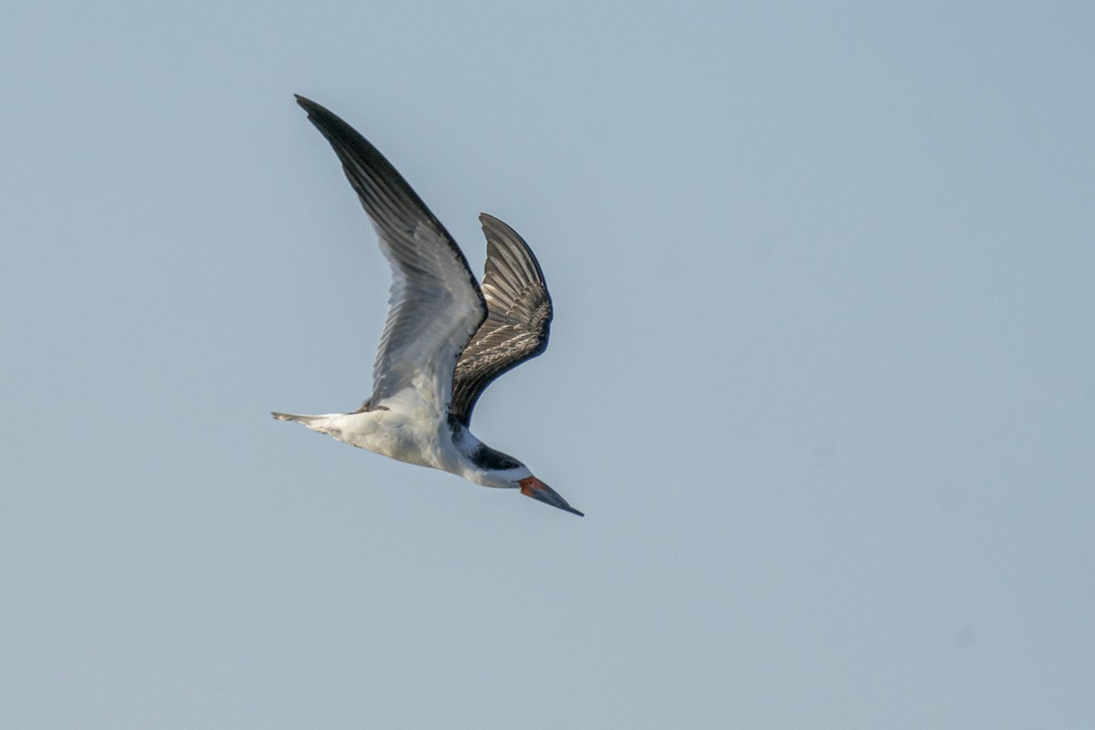 Black Skimmer - ML543644441