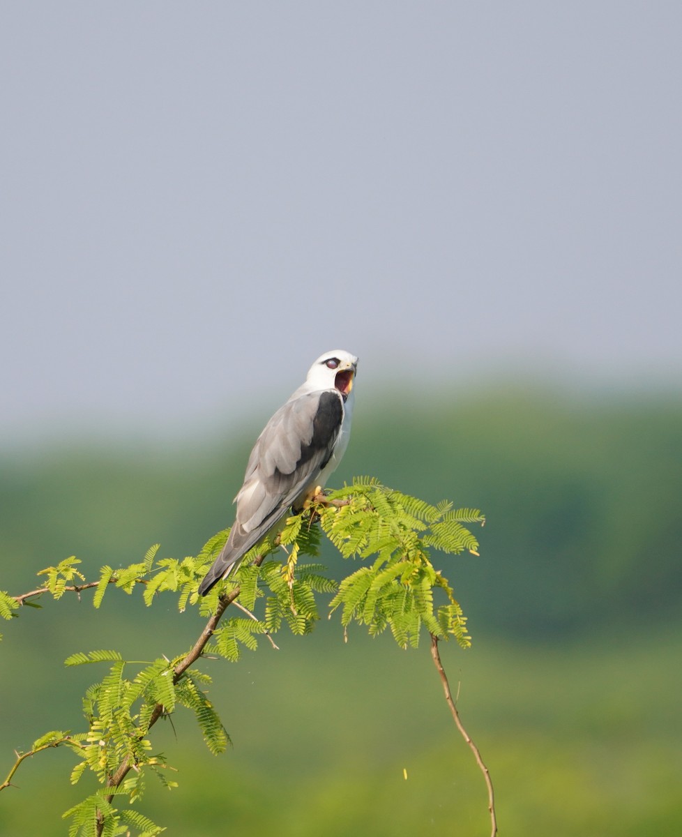 Black-winged Kite - ML543645151