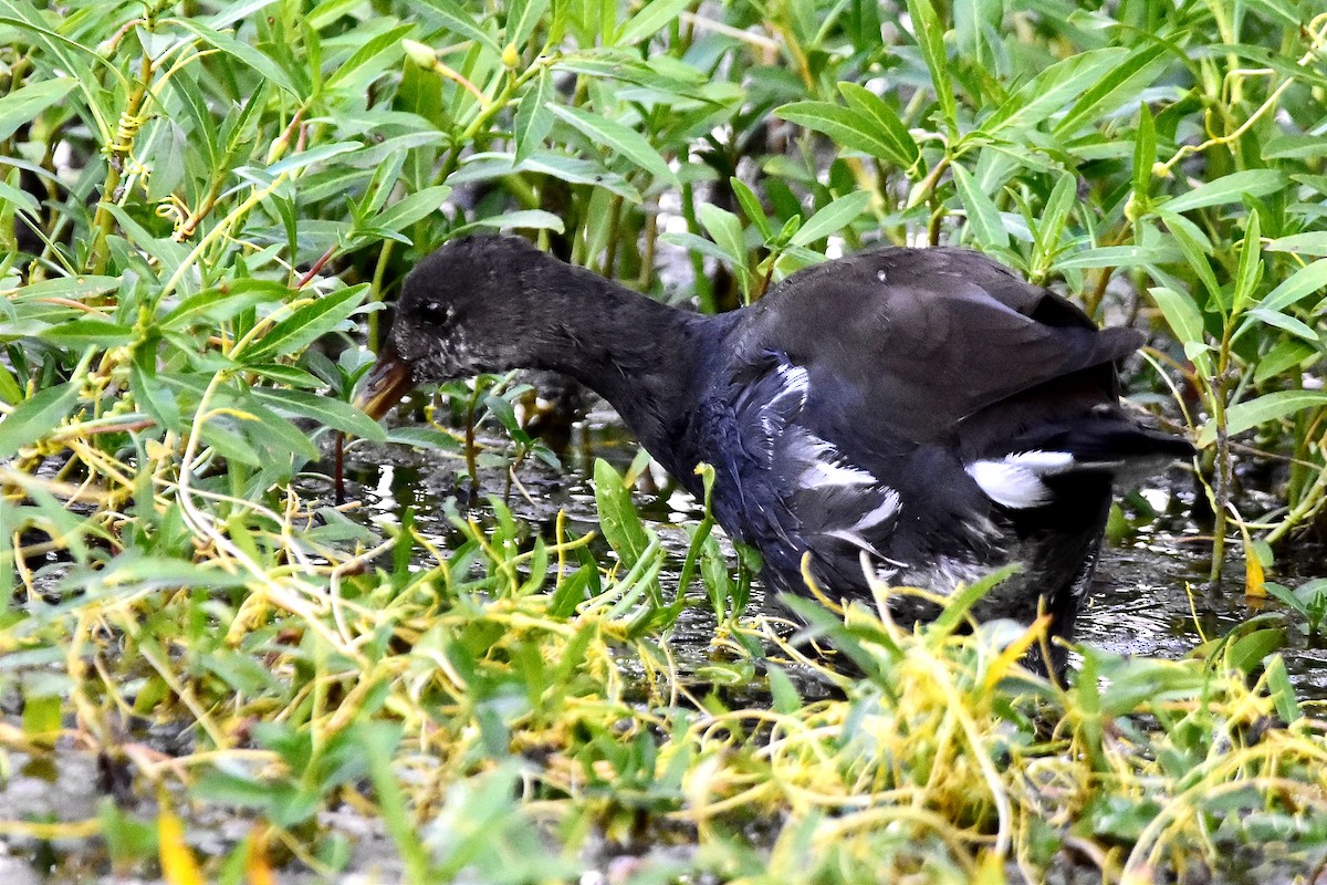 Common Gallinule - ML543645781