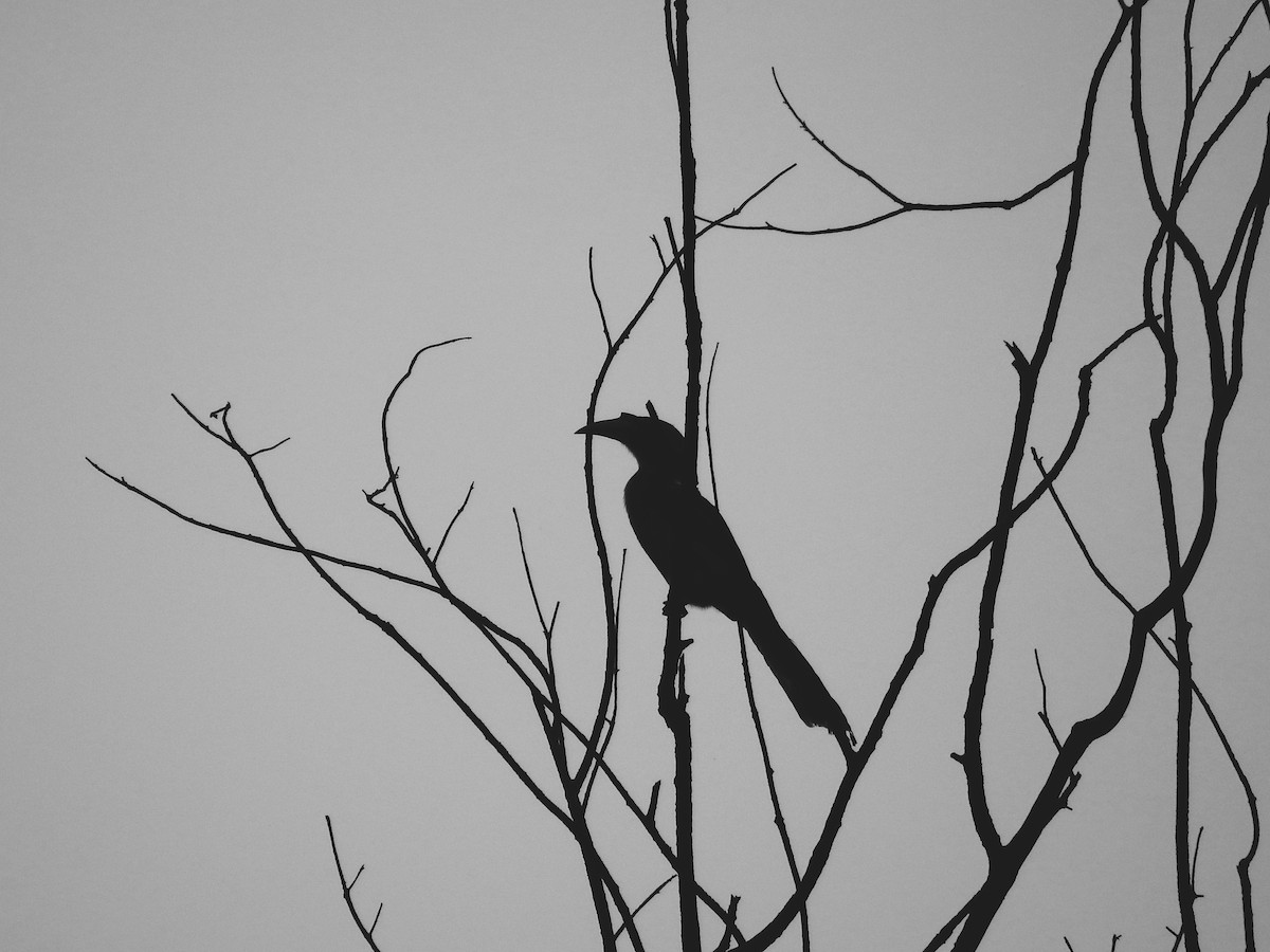 Indian Gray Hornbill - Ulva Jyotirmay Janakshree