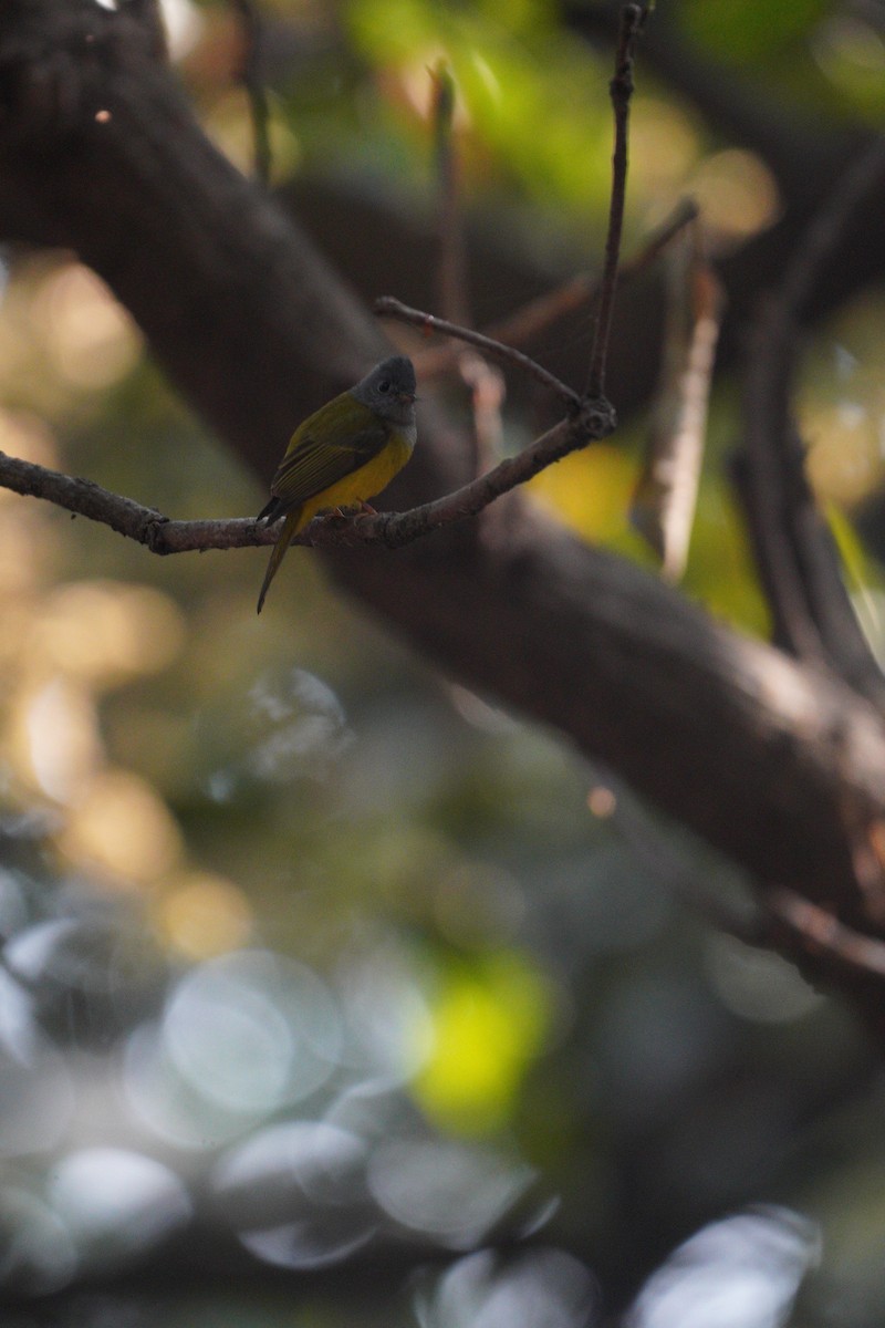 Gray-headed Canary-Flycatcher - Ulva Jyotirmay Janakshree
