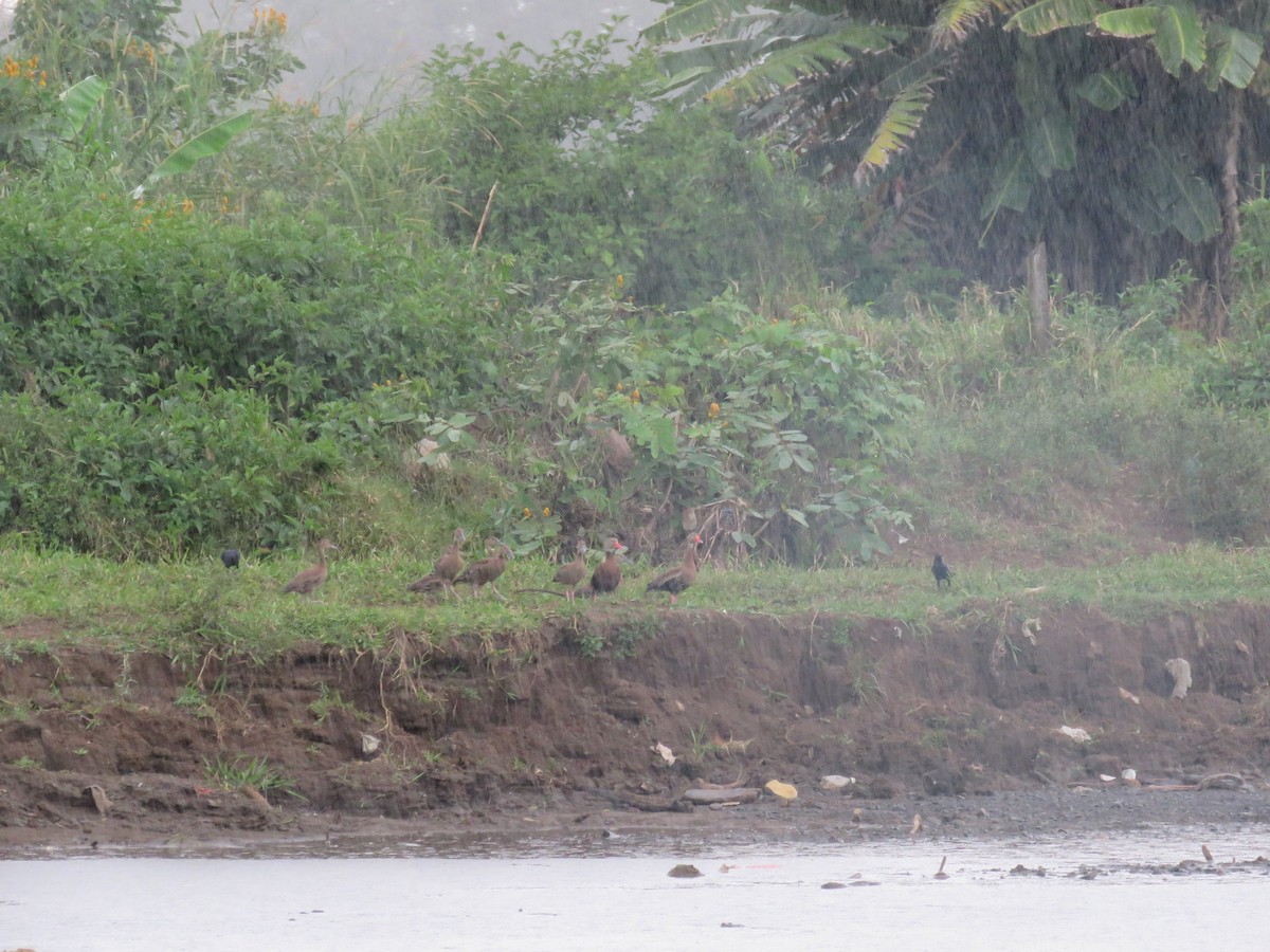 Black-bellied Whistling-Duck - ML543649851