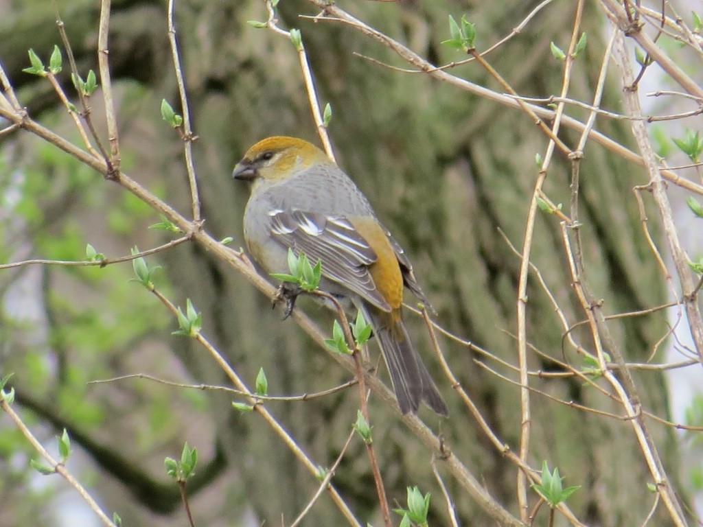 Pine Grosbeak - ML54365011