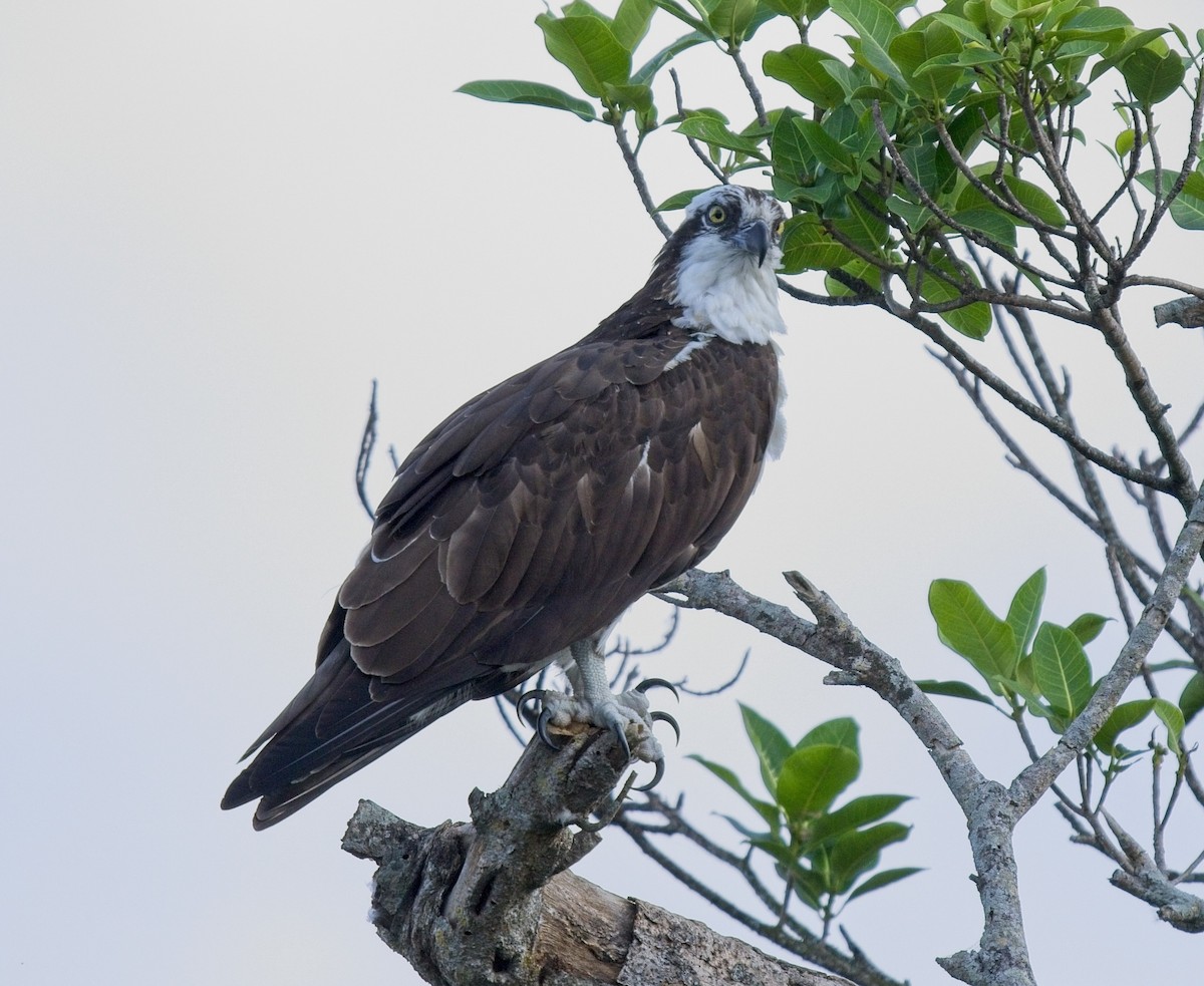 Osprey - ML543650651