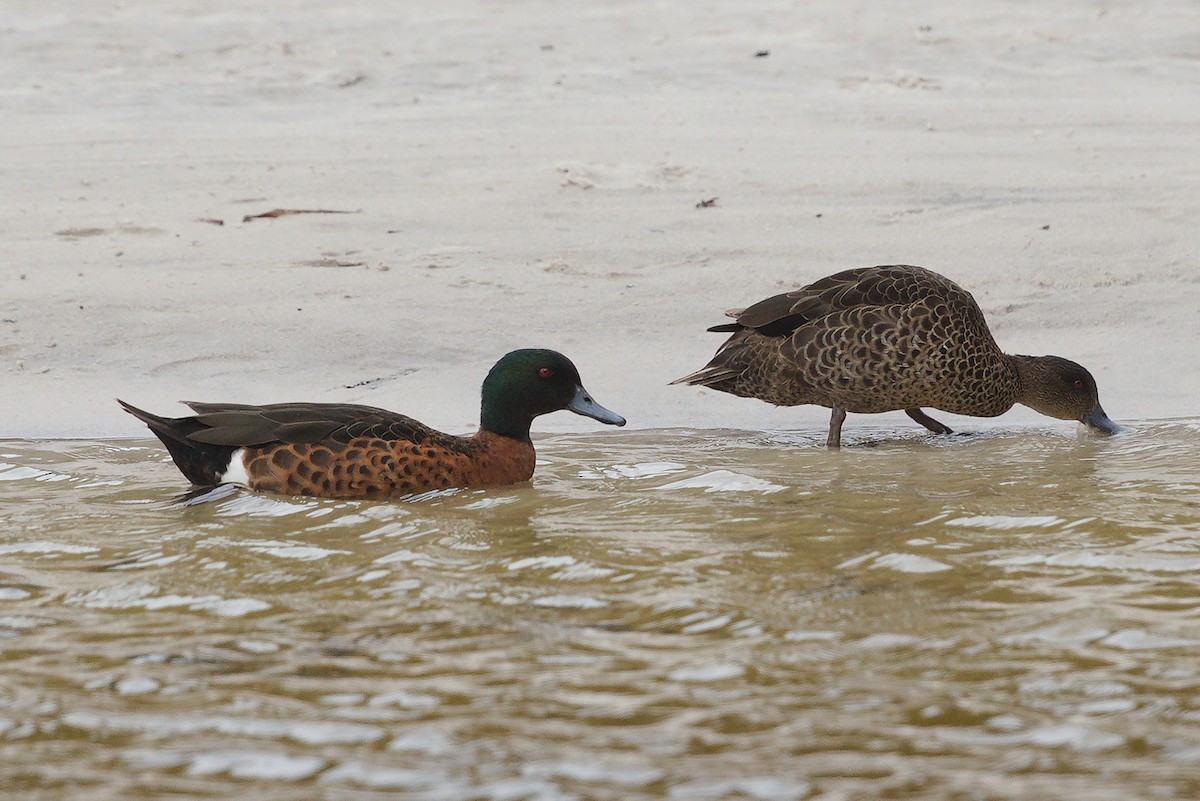 Chestnut Teal - Norman Jackson