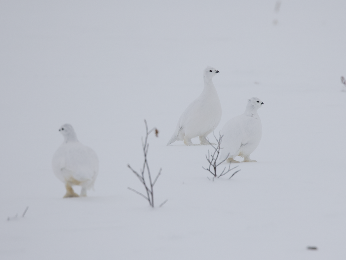 Willow Ptarmigan - ML543651901