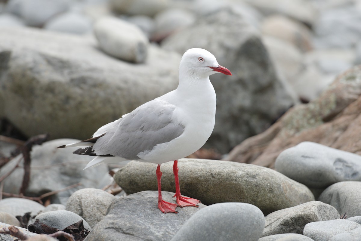 Silver Gull - ML543652451