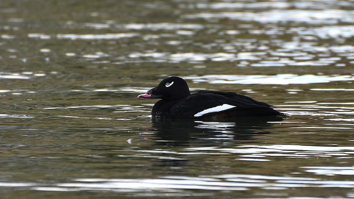 White-winged Scoter - ML543652561