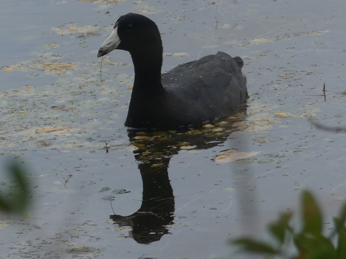 American Coot - ML543654011