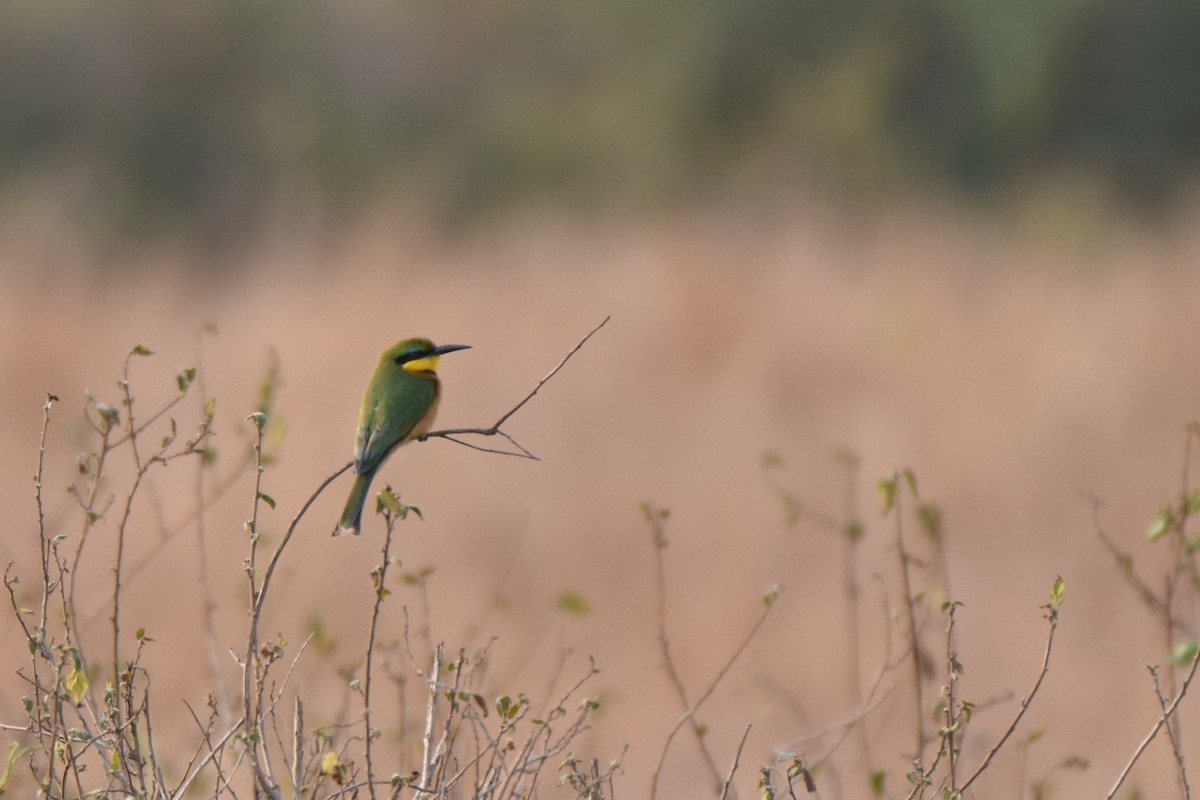 Little Bee-eater - ML543654031