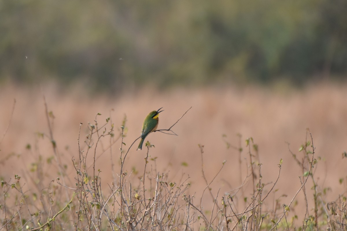 Little Bee-eater - ML543654041