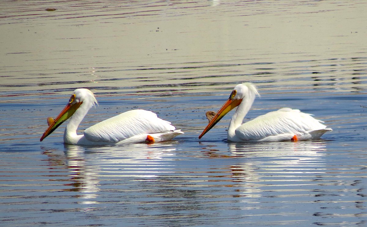 American White Pelican - Ted Floyd