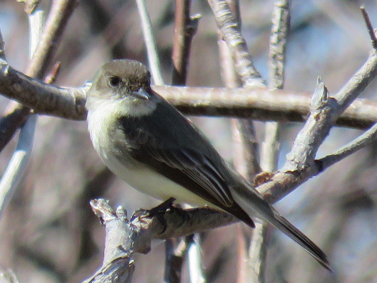 Eastern Phoebe - ML54365571