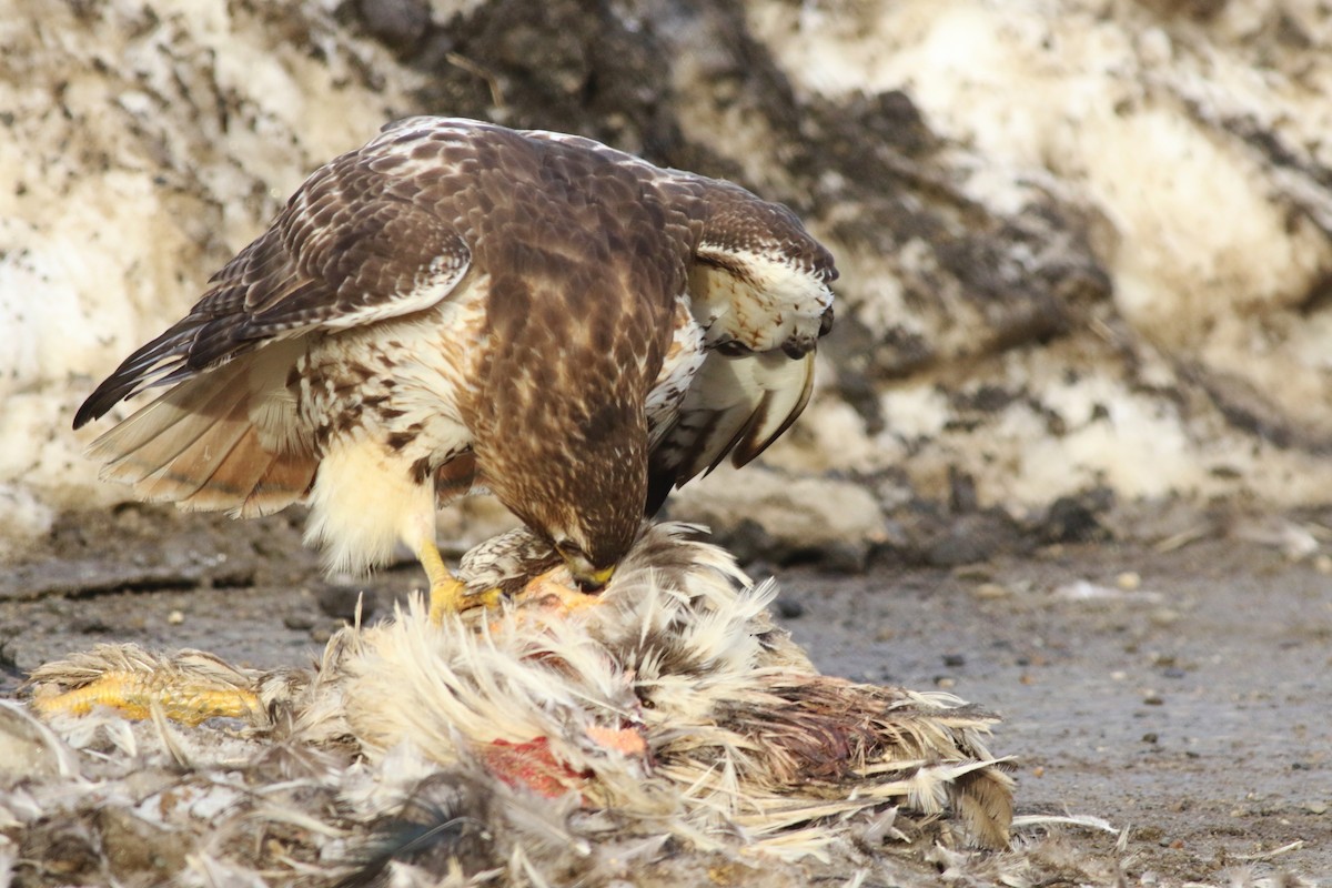 Red-tailed Hawk - ML543656331