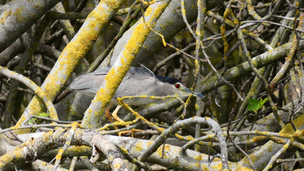 Black-crowned Night Heron (Eurasian) - Jan Michalak