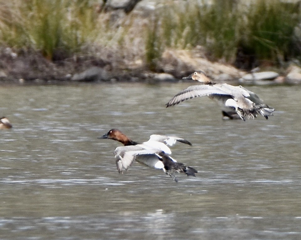 帆背潛鴨 - ML543658841