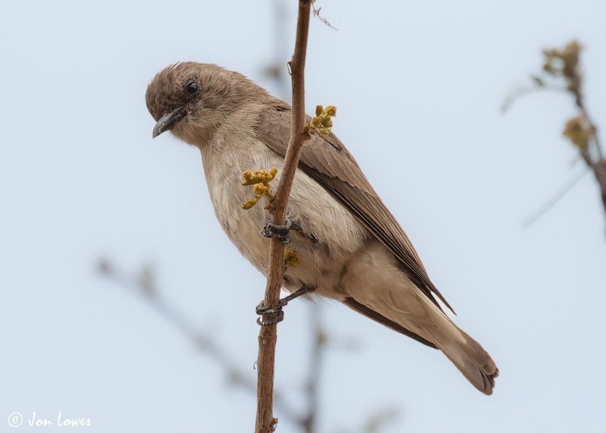 Wahlberg's Honeyguide - Jon Lowes