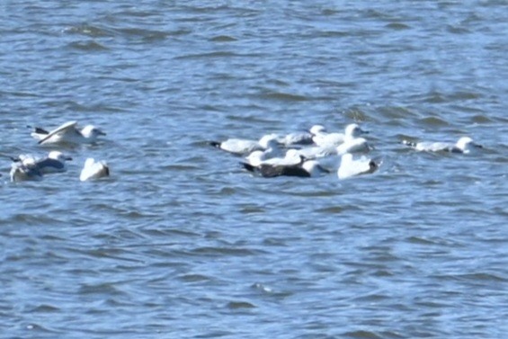 Great Black-backed Gull - ML543661521