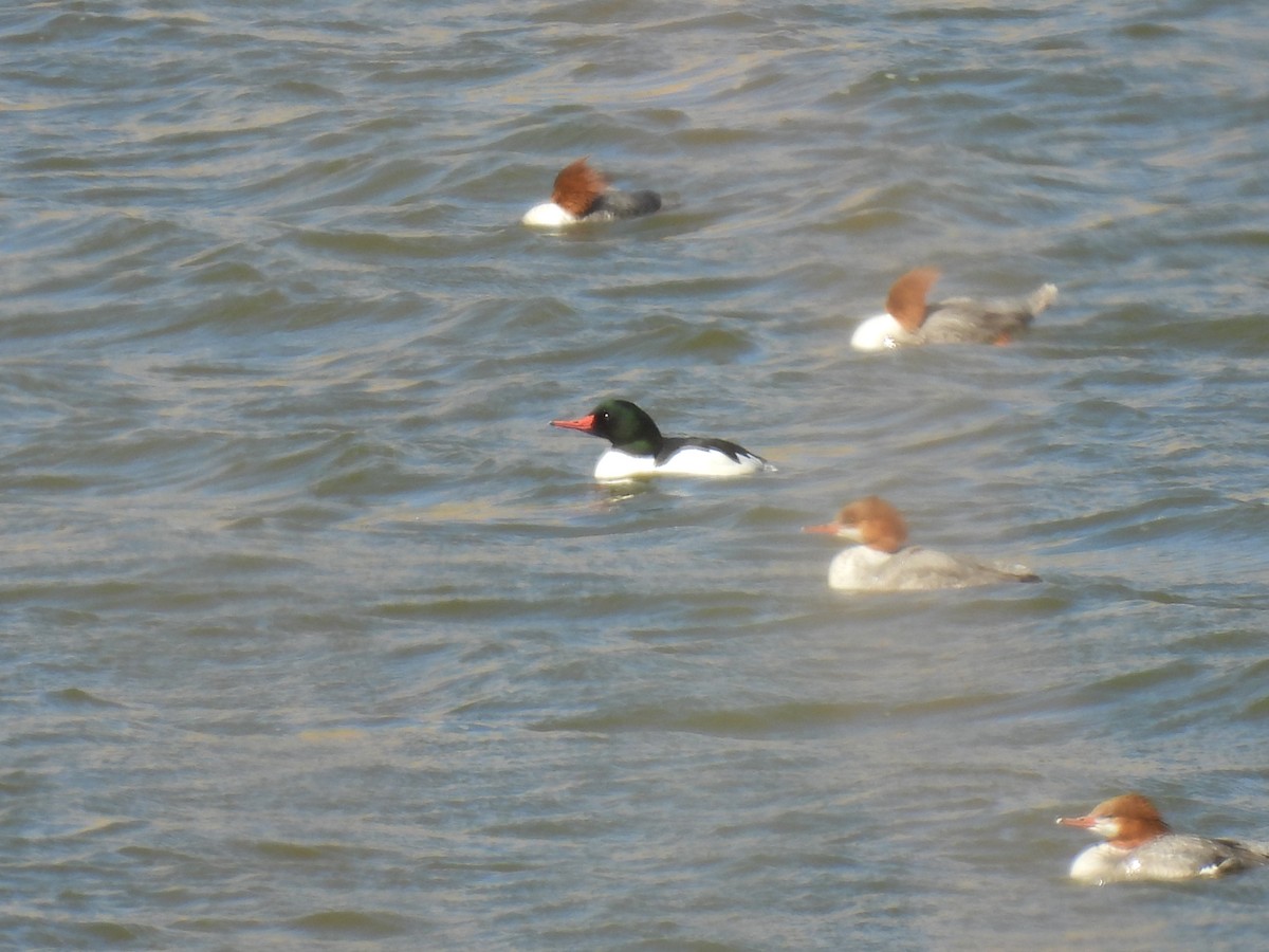 Common Merganser - ML543662251