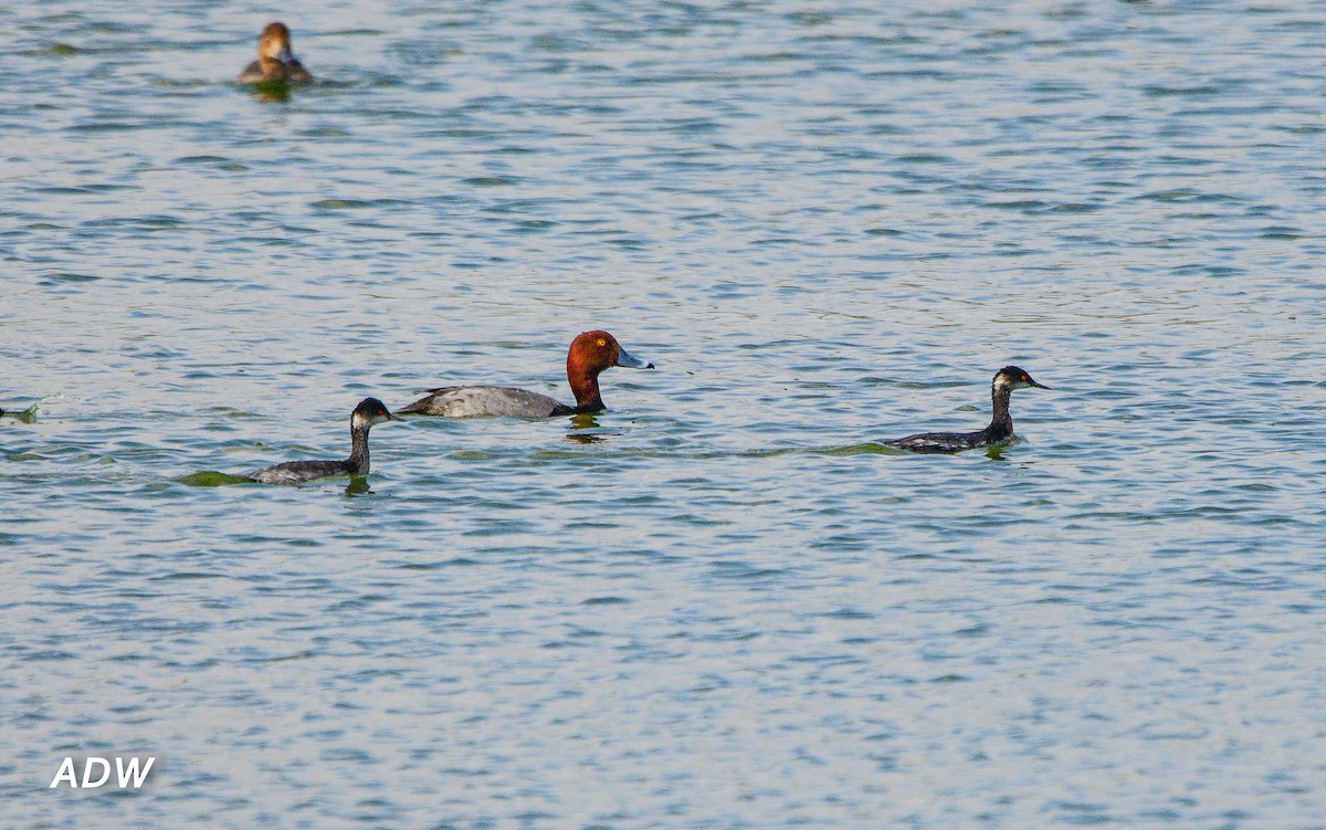 Eared Grebe - ML543662381