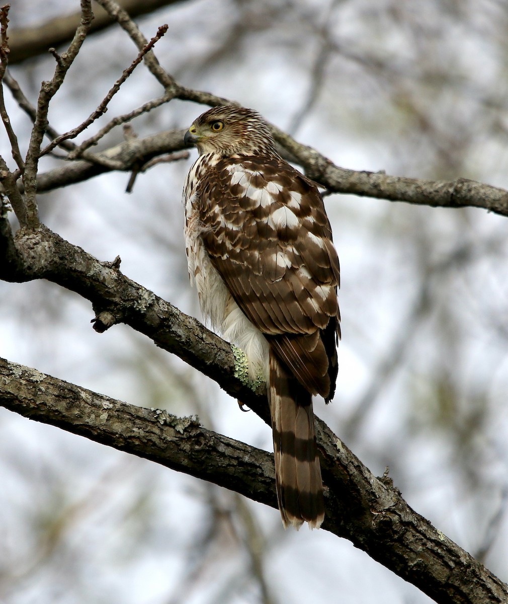 Cooper's Hawk - ML543664551