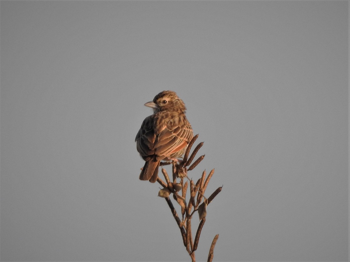 Indian Bushlark - ML543664561