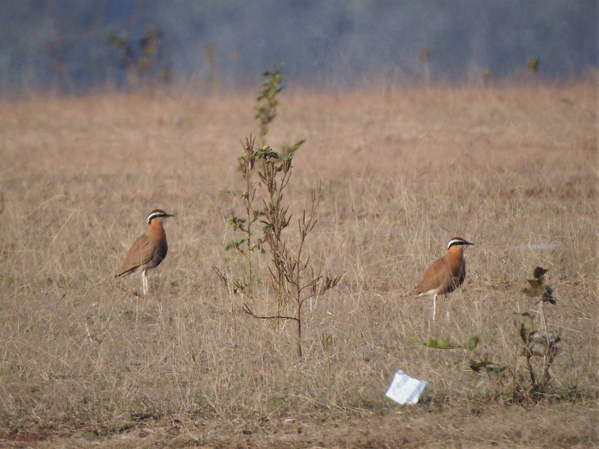 Koromandelrennvogel - ML543664651