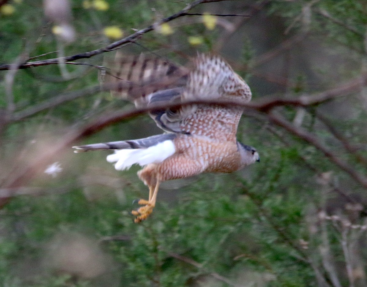Cooper's Hawk - ML543664681