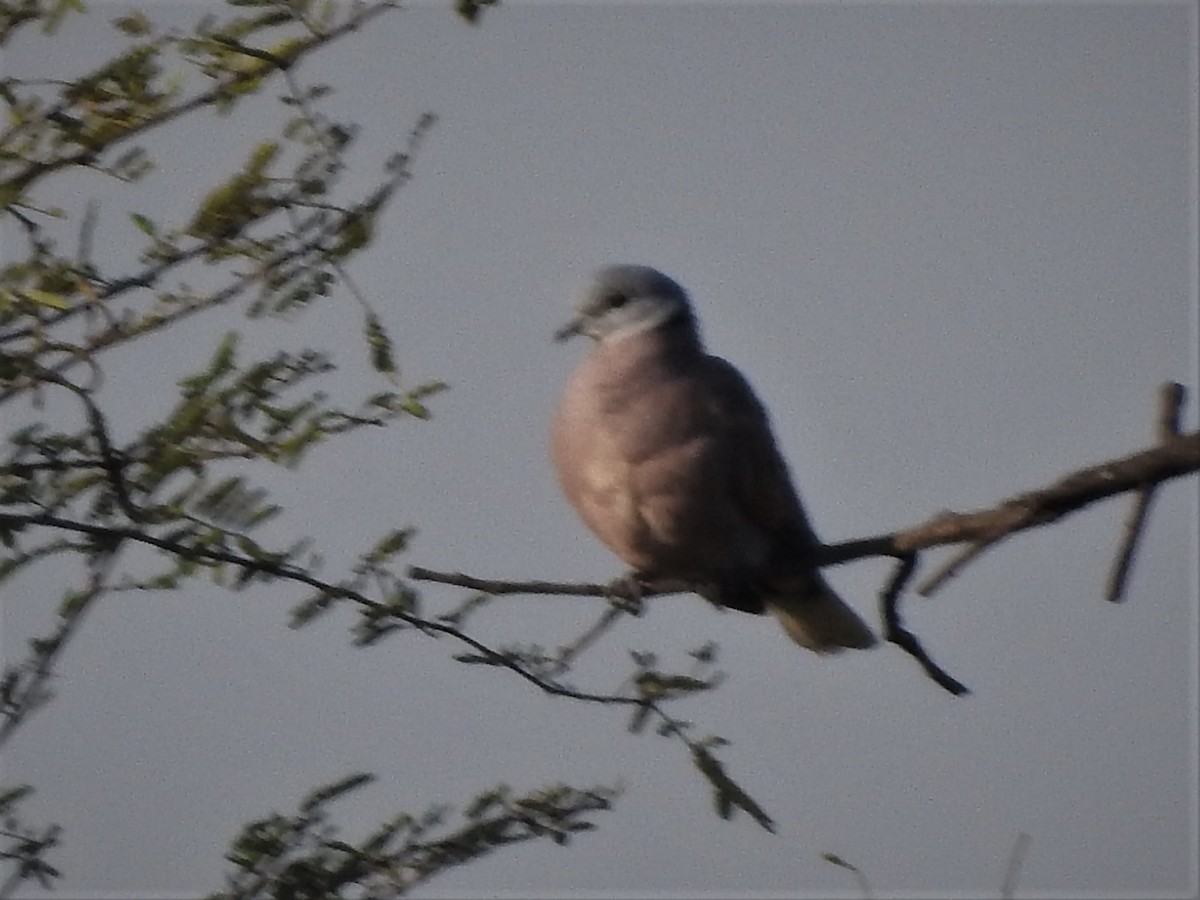 Red Collared-Dove - ML543664751