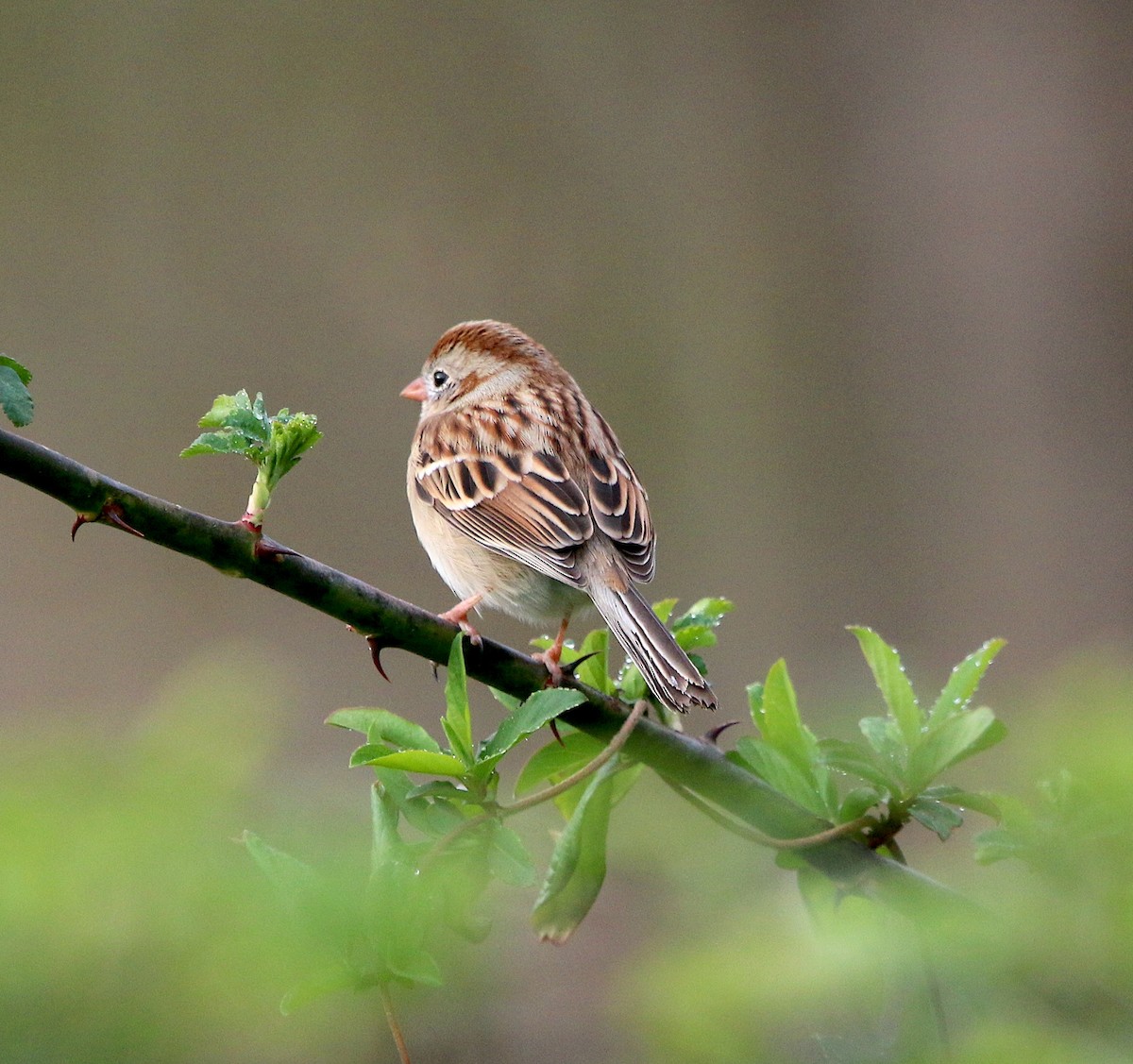 Field Sparrow - ML543664761